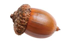 acorn