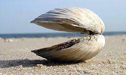 clam