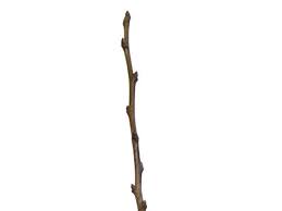 twig